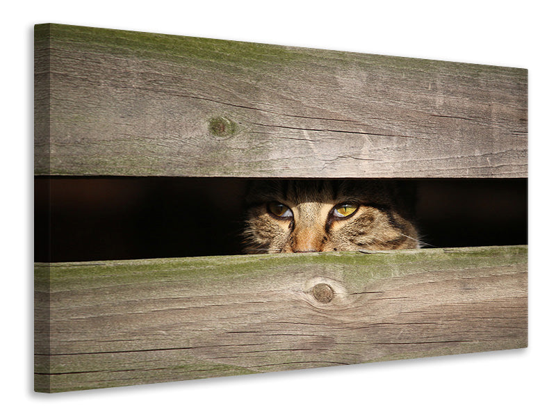 Canvas print Cat in hiding