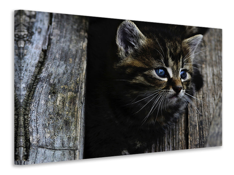 Canvas print Cats child