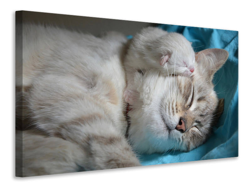 Canvas print Cats mom with baby