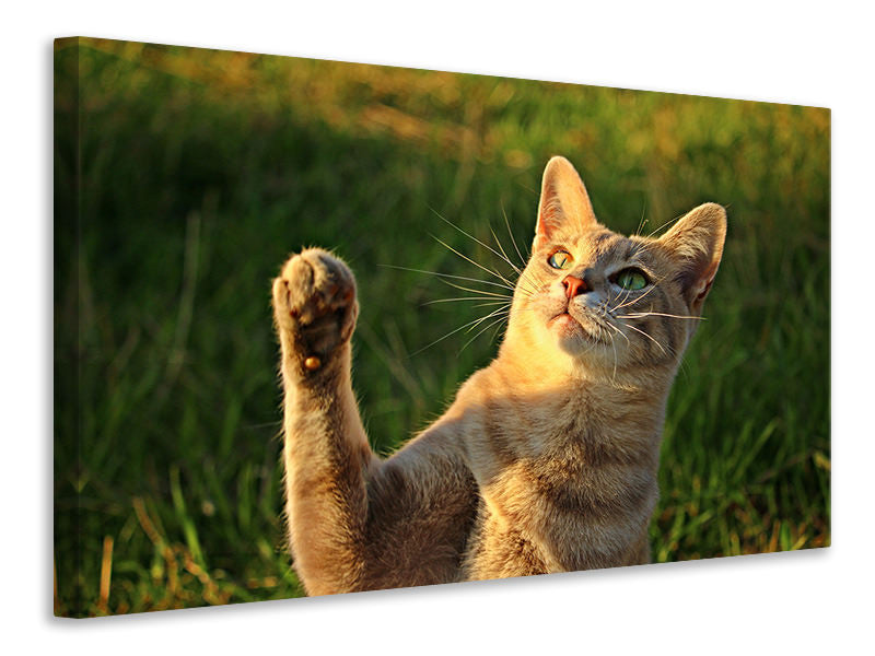 Canvas print Cats game