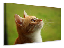 Load image into Gallery viewer, Canvas print cats nose
