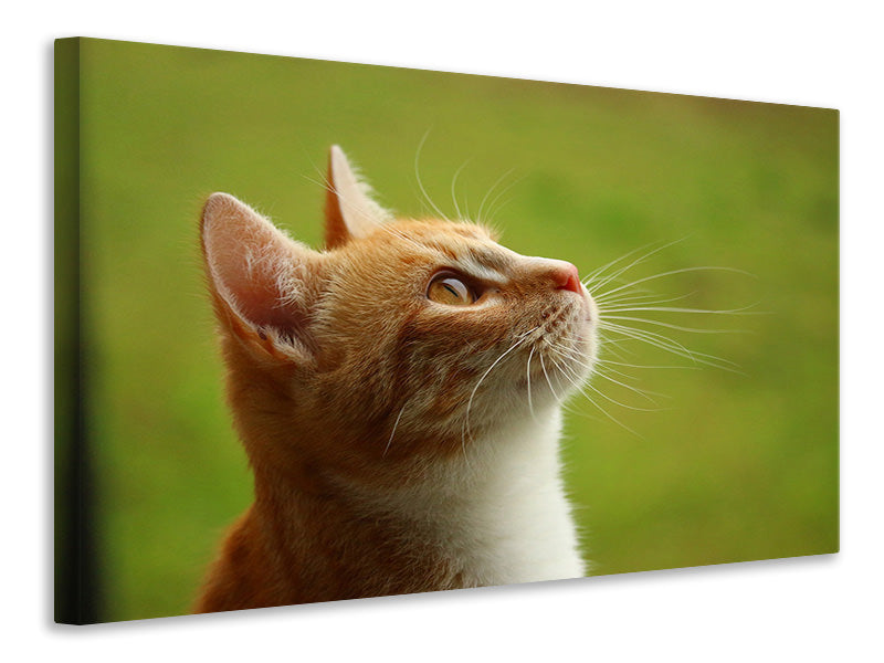 Canvas print cats nose