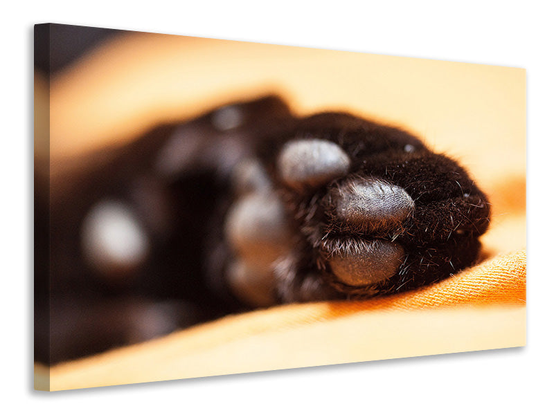 Canvas print cat's paw