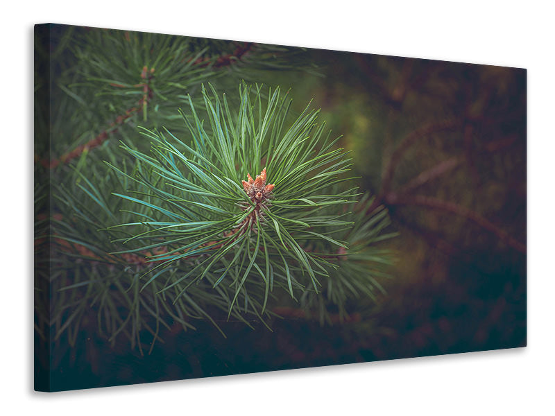 Canvas print Pine tree close up