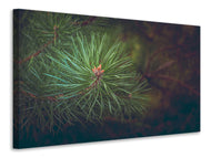 Canvas print Pine tree close up