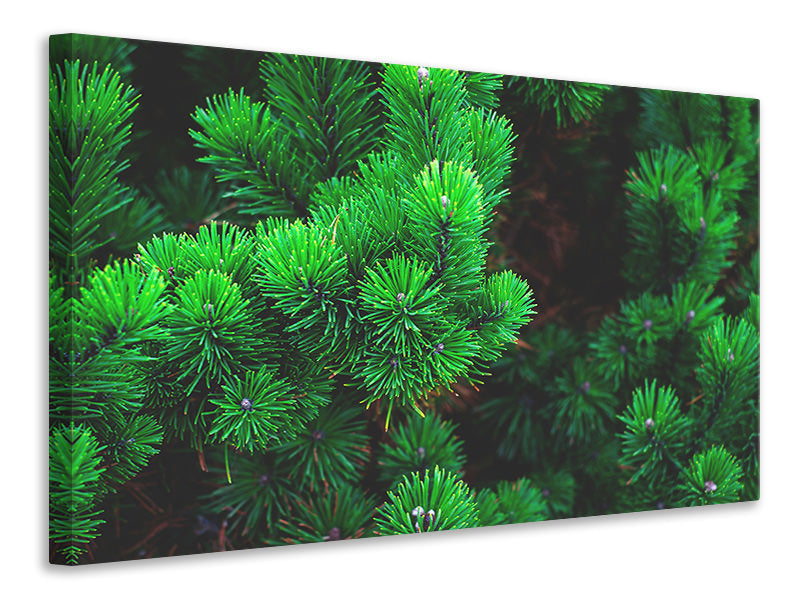 Canvas print Pine XL