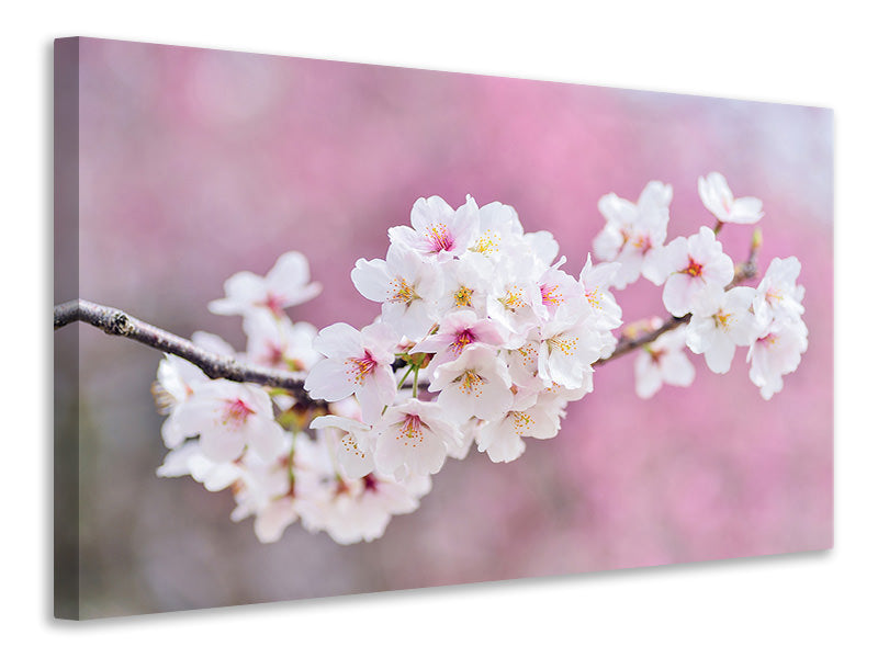 Canvas print Cherry Blossoms XXL