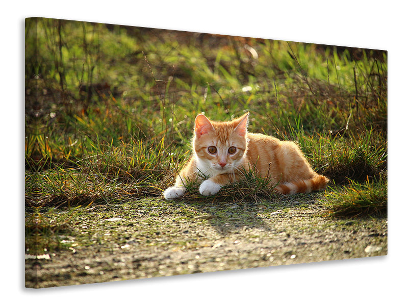 Canvas print Kitten in nature