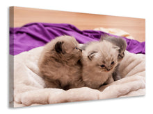 Load image into Gallery viewer, Canvas print Kitten trio to fall in love
