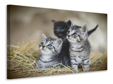 Load image into Gallery viewer, Canvas print Kitten trio
