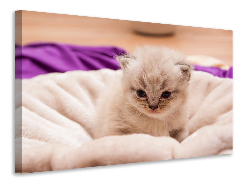 Canvas print Kitten to fall in love