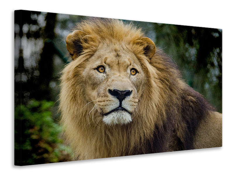 Canvas print King of wildlife