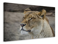 Canvas print Head of a lioness