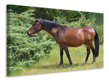 Load image into Gallery viewer, Canvas print Strong horse
