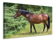 Canvas print Strong horse
