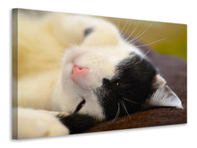 Load image into Gallery viewer, Canvas print Cuddly cat
