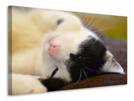 Canvas print Cuddly cat