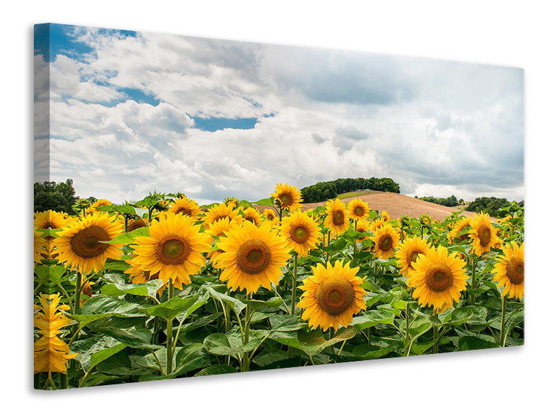 Canvas print Landscape with sunflowers