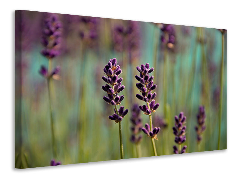 Canvas print Lavender in XL