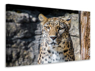 Canvas print Leopard in wait