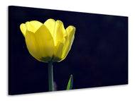 Canvas print Glowing tulip