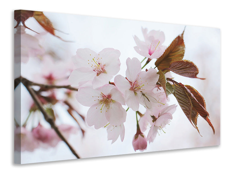 Canvas print Lovely Japanese cherry