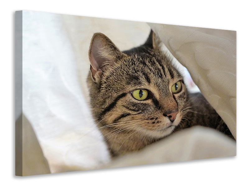 Canvas print Favorite cat