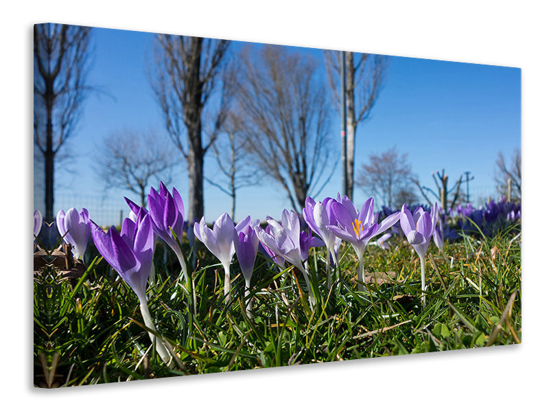 Canvas print Purple crocus in nature