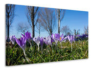 Canvas print Purple crocus in nature
