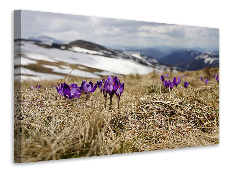 Canvas print Purple crocus