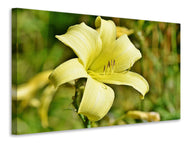 Canvas print Lilies blossom in yellow