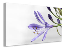 Load image into Gallery viewer, Canvas print Lily flower in purple
