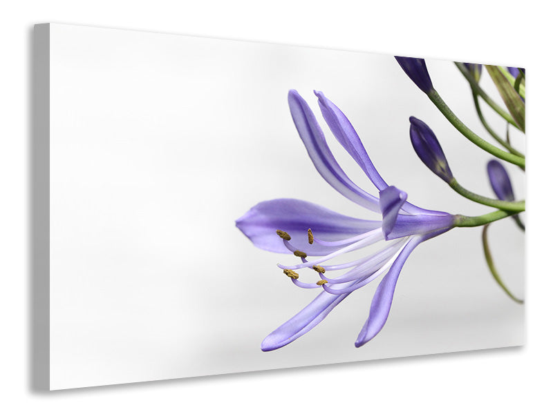 Canvas print Lily flower in purple