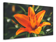 Canvas print Lilies blossom in orange XL
