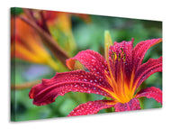 Canvas print Lily flower in pink XL