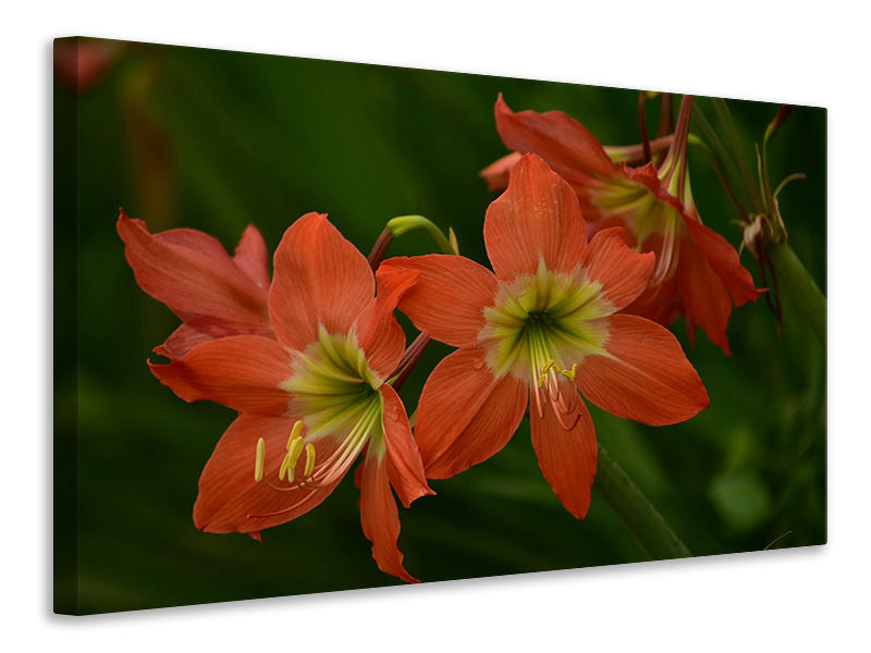 Canvas print Lilies in orange