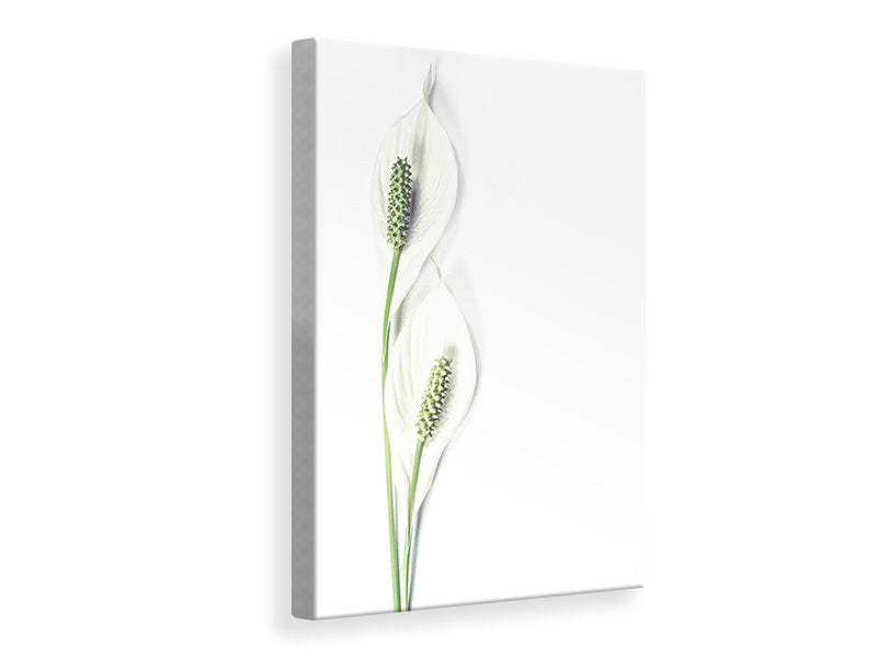 Canvas print Lily seed pods