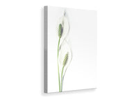 Canvas print Lily seed pods