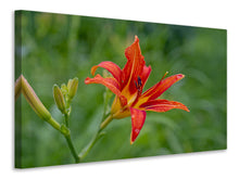 Load image into Gallery viewer, Canvas print Lily blossom in the nature
