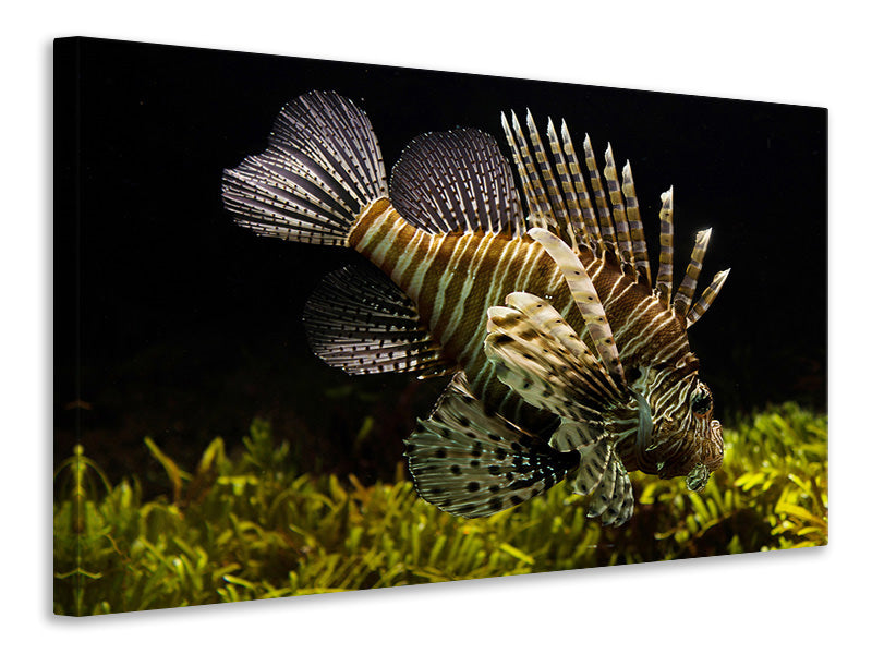 Canvas print Lion fish