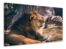 Load image into Gallery viewer, Canvas print Lion is sunning himself
