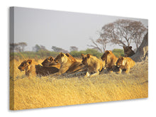 Load image into Gallery viewer, Canvas print Lion family
