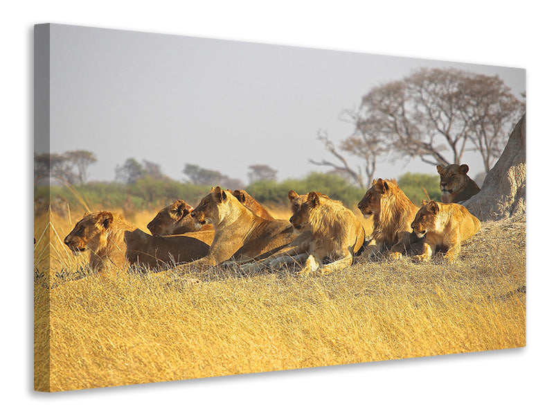 Canvas print Lion family