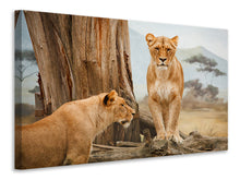 Load image into Gallery viewer, Canvas print Lions in Africa
