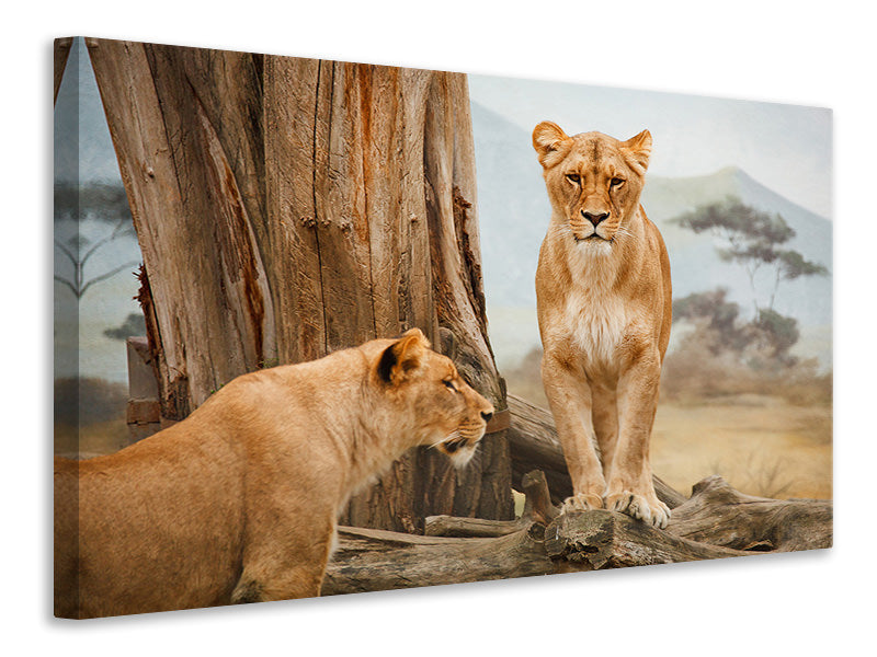 Canvas print Lions in Africa