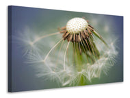Canvas print Dandelion Close up