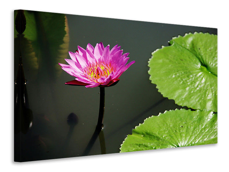 Canvas print Lotus flower in pink