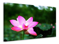 Canvas print Lotus in nature