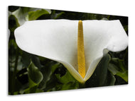 Canvas print Macro calla in white