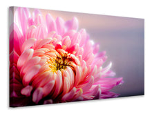 Load image into Gallery viewer, Canvas print Macro chrysanthemum
